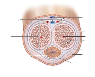 ligamenti penisa