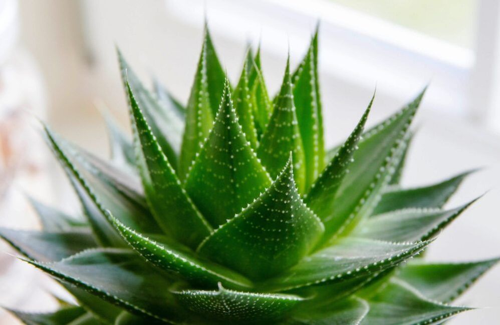 aloe za povećanje penisa